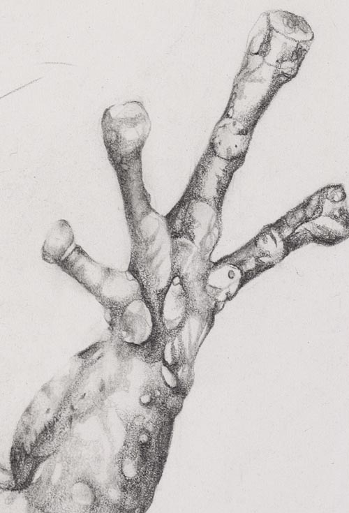 Hand Detail