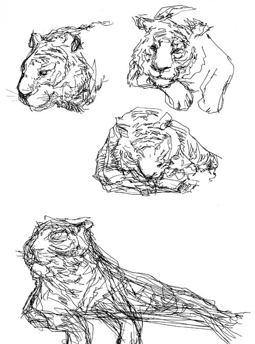 Tiger studies in a Zoo